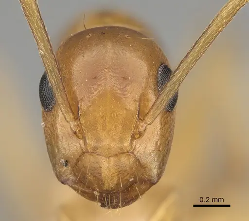 Colobopsis sommeri specimen CASENT0887755 image casent0887755_2