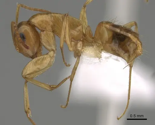 Colobopsis sommeri specimen CASENT0887755 image casent0887755_3