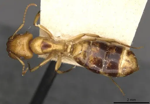 Colobopsis sommeri specimen CASENT0910590 image casent0910590_1
