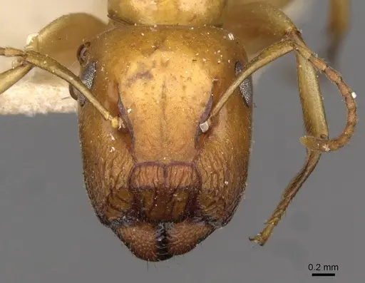 Colobopsis sommeri specimen CASENT0910590 image casent0910590_2