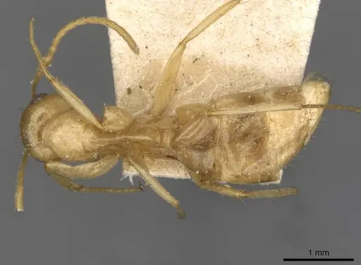 Colobopsis sommeri specimen CASENT0910591 image casent0910591_1