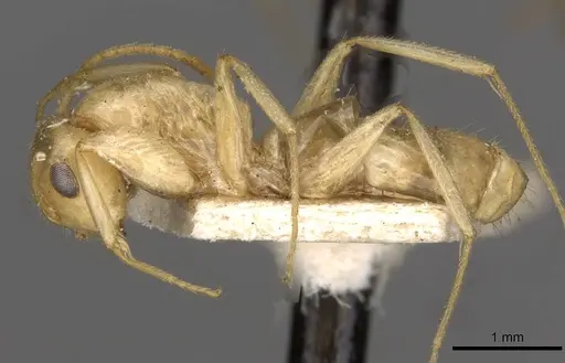 Colobopsis sommeri specimen CASENT0910591 image casent0910591_3