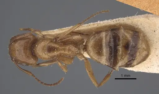 Colobopsis sommeri specimen CASENT0917862 image casent0917862_1