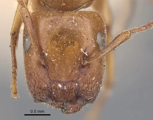 Colobopsis sommeri specimen CASENT0917862 image casent0917862_2