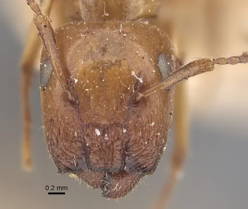 Colobopsis sommeri specimen CASENT0917862 image casent0917862_3