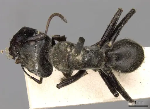 Colobopsis stricta specimen CASENT0906981 image casent0906981_1