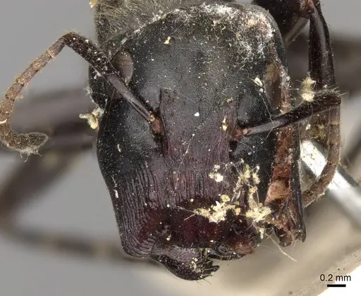 Colobopsis stricta specimen CASENT0906981 image casent0906981_2