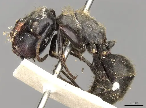 Colobopsis stricta specimen CASENT0906981 image casent0906981_3