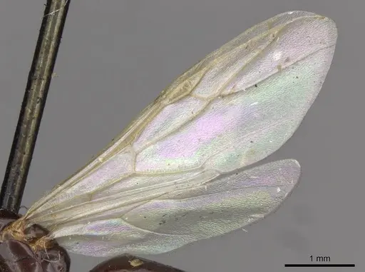 Colobopsis taivanae specimen CASENT0910589 image casent0910589_4