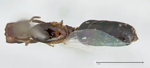 Colobopsis taivanae specimen FOCOL0101 image focol0101_1