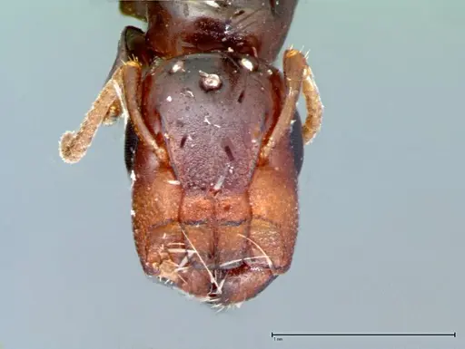 Colobopsis taivanae specimen FOCOL0101 image focol0101_2