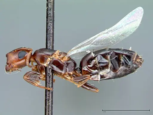 Colobopsis taivanae specimen FOCOL0101 image focol0101_3