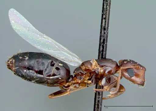 Colobopsis taivanae specimen FOCOL0101 image focol0101_4