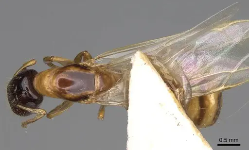 Colobopsis tricolor specimen CASENT0906968 image casent0906968_1
