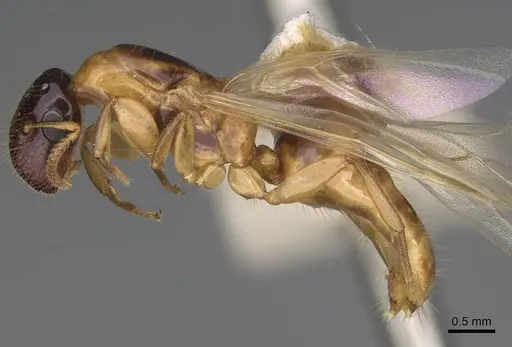 Colobopsis tricolor specimen CASENT0906968 image casent0906968_3