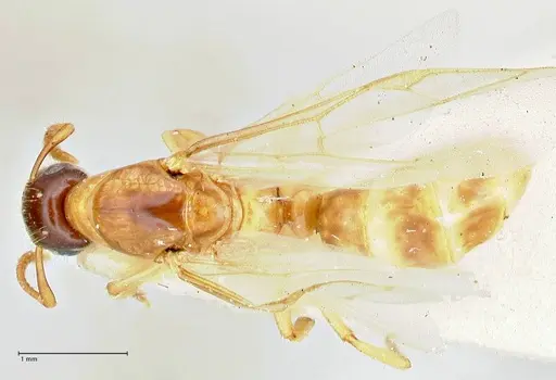 Colobopsis tricolor specimen FOCOL2508 image focol2508_1