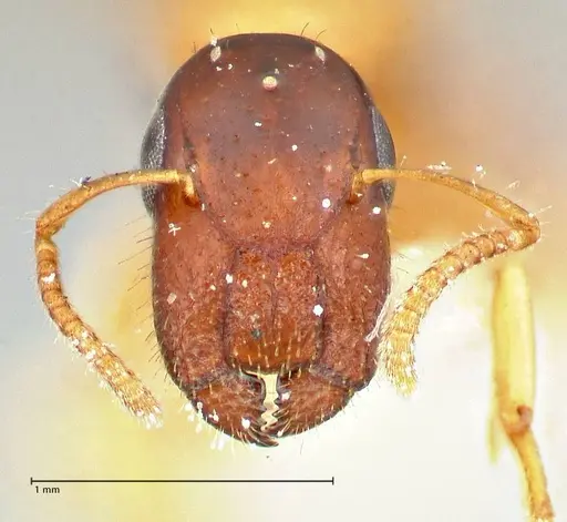 Colobopsis tricolor specimen FOCOL2508 image focol2508_2