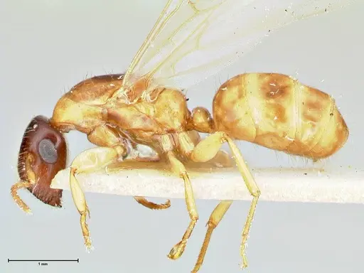 Colobopsis tricolor specimen FOCOL2508 image focol2508_3