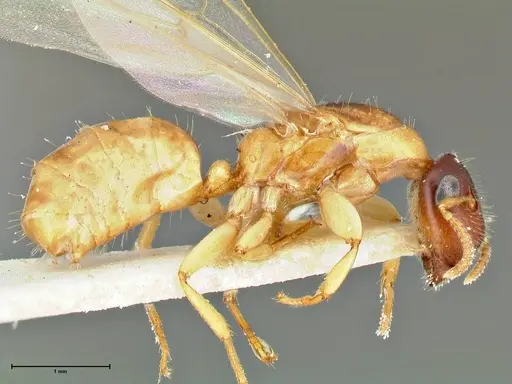 Colobopsis tricolor specimen FOCOL2508 image focol2508_4
