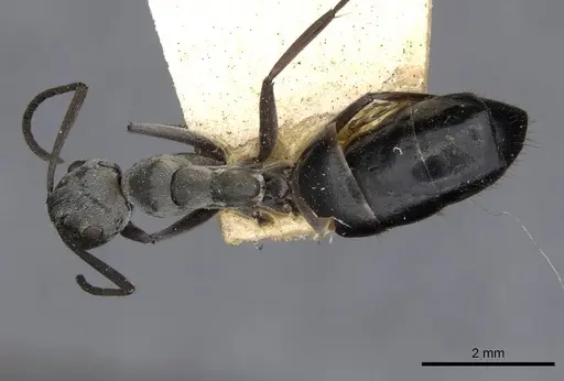 Colobopsis tritschleri specimen CASENT0910613 image casent0910613_1