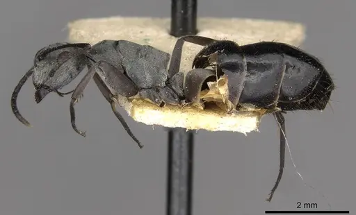 Colobopsis tritschleri specimen CASENT0910613 image casent0910613_3