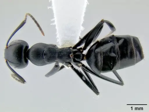 Colobopsis vitiensis specimen CASENT0106151 image casent0106151_1
