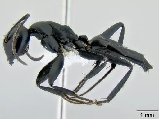 Colobopsis vitiensis specimen CASENT0106151 image casent0106151_3