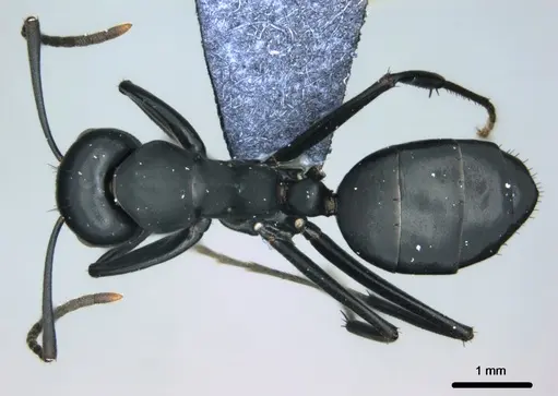 Colobopsis vitiensis specimen CASENT0181531 image casent0181531_1