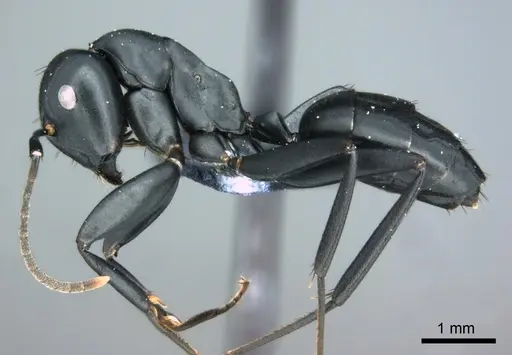 Colobopsis vitiensis specimen CASENT0181531 image casent0181531_3