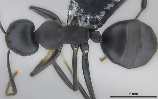 Colobopsis vitiensis specimen CASENT0186859 image casent0186859_1