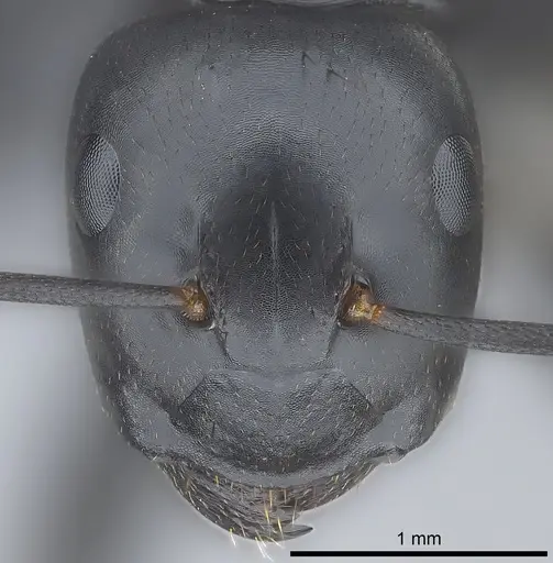Colobopsis vitiensis specimen CASENT0186859 image casent0186859_2