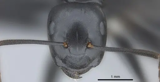Colobopsis vitiensis specimen CASENT0186859 image casent0186859_3