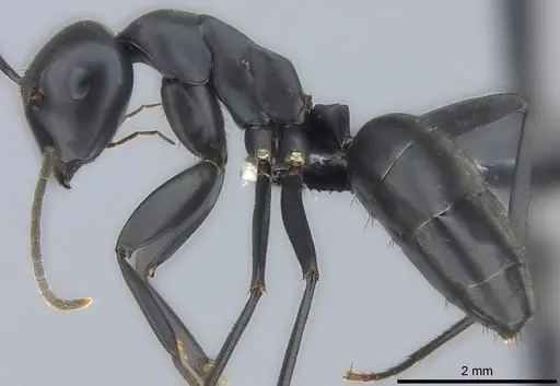 Colobopsis vitiensis specimen CASENT0186859 image casent0186859_4