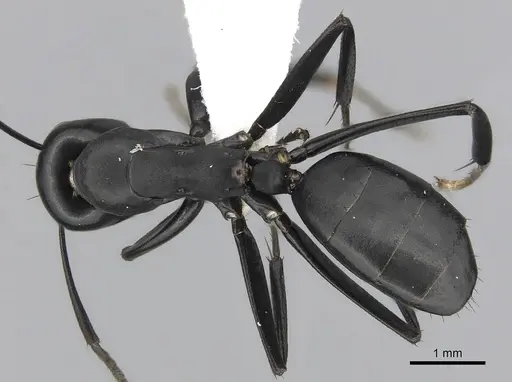 Colobopsis vitiensis specimen CASENT0280250 image casent0280250_1