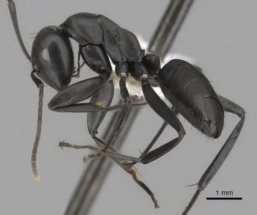 Colobopsis vitiensis specimen CASENT0280250 image casent0280250_3