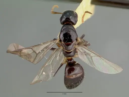 Colobopsis wildae specimen CASTYPE06943 image castype06943_1