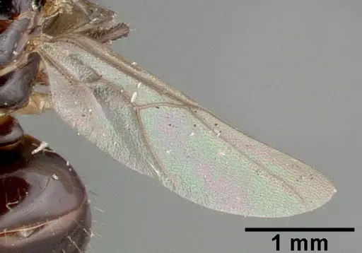 Colobopsis wildae specimen CASTYPE06943 image castype06943_2