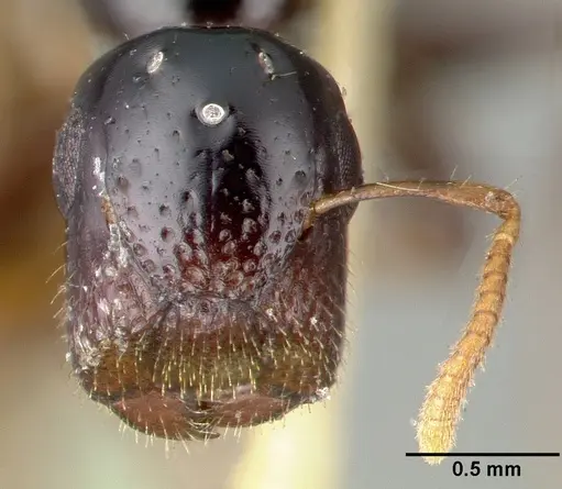 Colobopsis wildae specimen CASTYPE06943 image castype06943_3