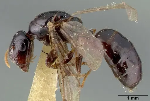 Colobopsis wildae specimen CASTYPE06943 image castype06943_4
