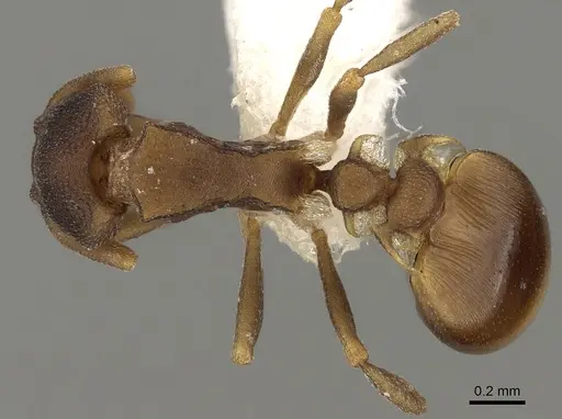 Colobostruma alinodis specimen CASENT0280686 image casent0280686_1