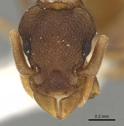 Colobostruma alinodis specimen CASENT0280686 image casent0280686_2