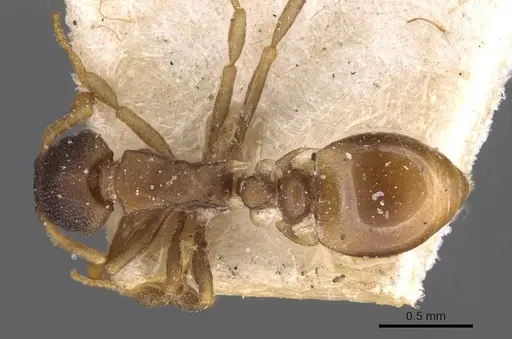 Colobostruma alinodis specimen CASENT0909350 image casent0909350_1