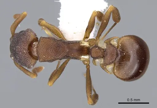 Colobostruma alinodis specimen CASENT0914662 image casent0914662_1
