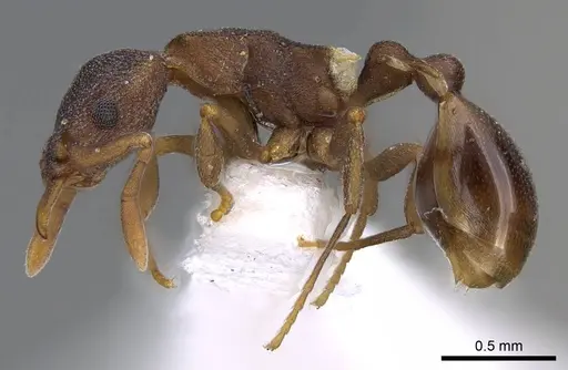 Colobostruma alinodis specimen CASENT0914662 image casent0914662_3