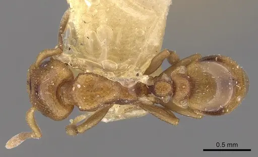 Colobostruma australis specimen CASENT0900010 image casent0900010_1