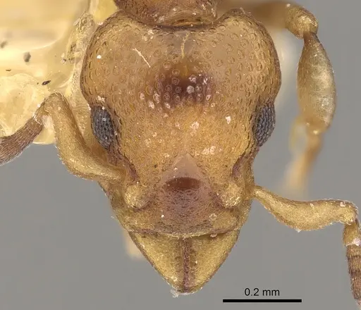 Colobostruma australis specimen CASENT0900010 image casent0900010_2