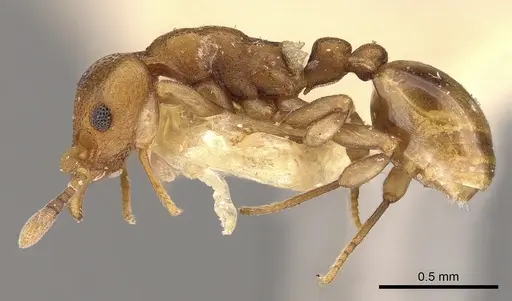 Colobostruma australis specimen CASENT0900010 image casent0900010_3