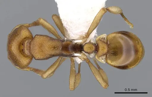 Colobostruma australis specimen CASENT0914663 image casent0914663_1