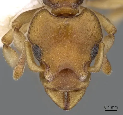 Colobostruma australis specimen CASENT0914663 image casent0914663_2