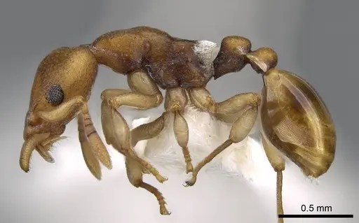 Colobostruma australis specimen CASENT0914663 image casent0914663_3